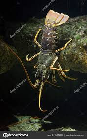 Image result for Palinurus elephas