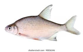 Attēlu rezultāti vaicājumam “Abramis brama”