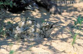 Image result for Chlamydotis macqueenii