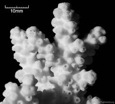 Attēlu rezultāti vaicājumam “Hemitrichia chrysospora macro”