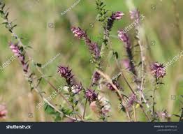 Attēlu rezultāti vaicājumam “Odontites vulgaris”