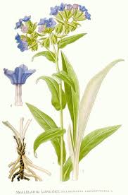 Attēlu rezultāti vaicājumam “Pulmonaria angustifolia flower”