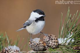 Image result for Poecile montana