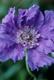 Image result for scabiosa caucasica
