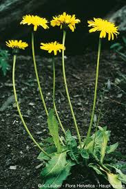 Attēlu rezultāti vaicājumam “Leontodon hispidus”