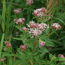 Image result for Eupatorium cannabinum
