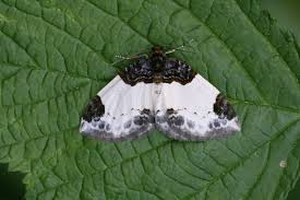 Attēlu rezultāti vaicājumam “Mesoleuca albicillata”