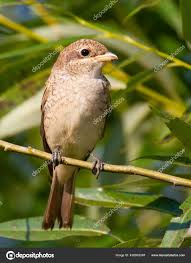 Attēlu rezultāti vaicājumam “Lanius collurio female”