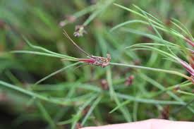Attēlu rezultāti vaicājumam “Juncus bulbosus”