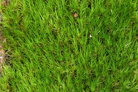 Attēlu rezultāti vaicājumam “Dicranum viride”