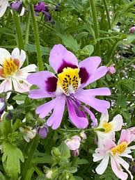 Image result for Schizanthus