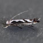 Attēlu rezultāti vaicājumam “Lyonetia prunifoliella”