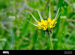 Attēlu rezultāti vaicājumam “Tragopogon pratensis subsp. pratensis flower”