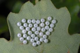 Attēlu rezultāti vaicājumam “Phalera bucephala larva”