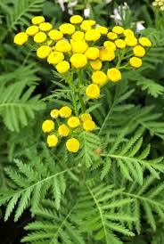 Image result for Tanacetum vulgare