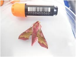 Attēlu rezultāti vaicājumam “Deilephila porcellus”