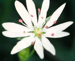 Attēlu rezultāti vaicājumam “Stellaria palustris”