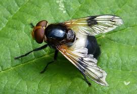 Attēlu rezultāti vaicājumam “Volucella pellucens”