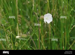 Attēlu rezultāti vaicājumam “Silene latifolia subsp. alba flower”