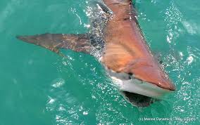 Image result for Carcharhinus brachyurus
