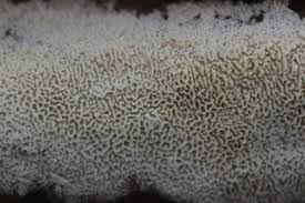 Attēlu rezultāti vaicājumam “Schizopora paradoxa”