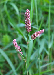Attēlu rezultāti vaicājumam “Persicaria maculosa leaf”