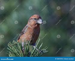 Attēlu rezultāti vaicājumam “Loxia pytyopsittacus”