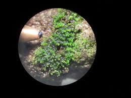 Attēlu rezultāti vaicājumam “Cephaloziella hampeana”