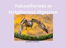 Attēlu rezultāti vaicājumam “Strigiformes”