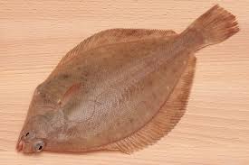 Image result for Limanda limanda