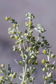 Attēlu rezultāti vaicājumam “Artemisia absinthium flower”