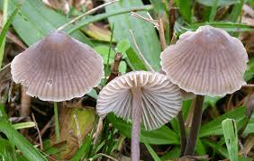 Attēlu rezultāti vaicājumam “Mycena”