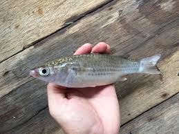 Image result for Mugil cephalus