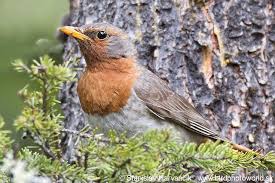 Image result for Turdus ruficollis