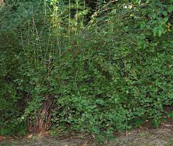 Attēlu rezultāti vaicājumam “Ribes alpinum leaf”