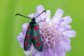 Attēlu rezultāti vaicājumam “Zygaena viciae”