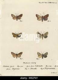 Attēlu rezultāti vaicājumam “Conistra rubiginea”