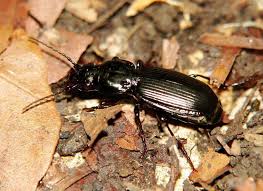 Attēlu rezultāti vaicājumam “Pterostichus aethiops”