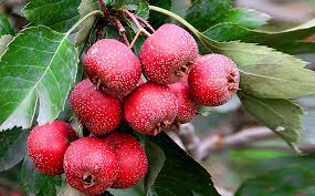 Attēlu rezultāti vaicājumam “Crataegus monogyna fruit”