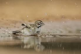 Image result for Chondestes grammacus