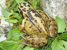 Attēlu rezultāti vaicājumam “Rana temporaria adult”