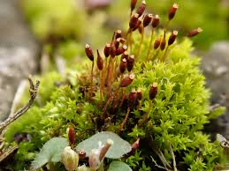 Attēlu rezultāti vaicājumam “Tortula lingulata”