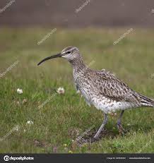 Attēlu rezultāti vaicājumam “Numenius phaeopus”