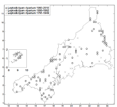 Attēlu rezultāti vaicājumam “Leptodictyum riparium sporophyte”