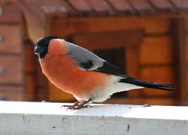 Attēlu rezultāti vaicājumam “Pyrrhula pyrrhula”