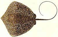 Image result for Dasyatis chrysonota