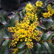 Attēlu rezultāti vaicājumam “Mahonia aquifolium”