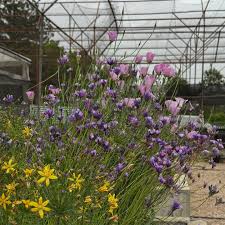 Attēlu rezultāti vaicājumam “Cribraria splendens”
