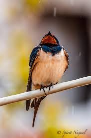 Attēlu rezultāti vaicājumam “Hirundo rustica”