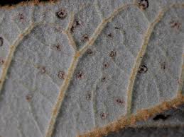 Attēlu rezultāti vaicājumam “Apion sp.”